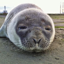 Sad fate of Sandymount Seal