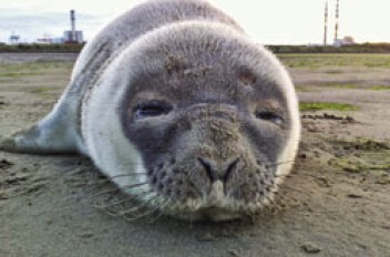 Sad fate of Sandymount Seal