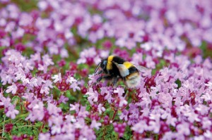 Bees and Pesticides by Padraic Fogarty