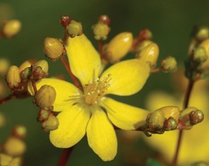 Flower PowerHypericum