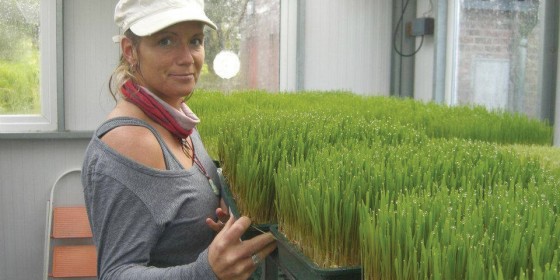Can Wheatgrass Cure Cancer?