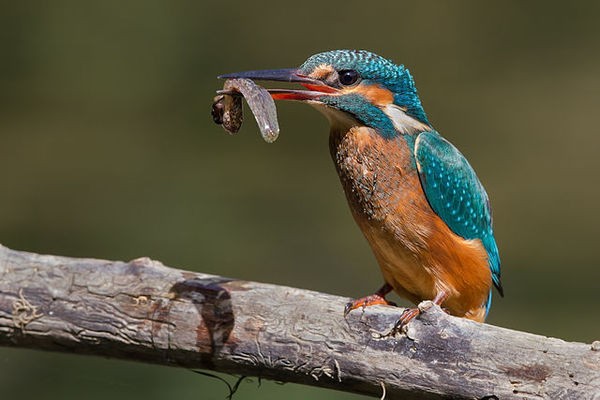 Kingfisher capturing a tadpole.