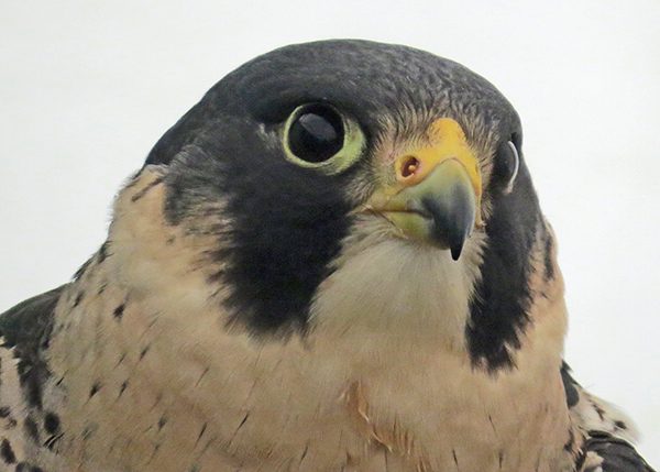 Above: Peregrine falcon.