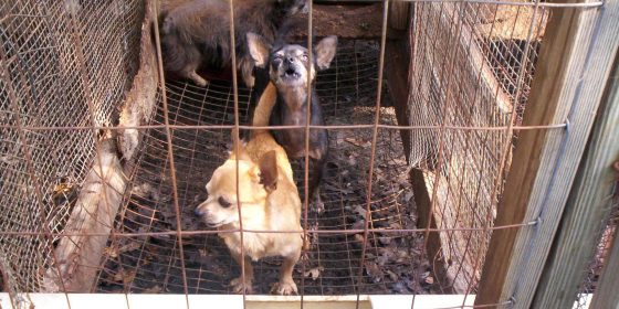 Illegal puppy trade conference comes to UCD, Belfield