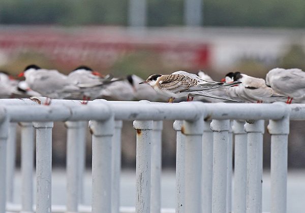 Pictured: Juvenile common tern in Poolbeg. Photo by John Fox. 